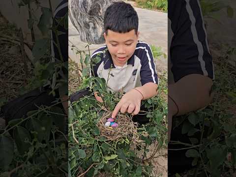Trứng sắp nở rồi thumbnail