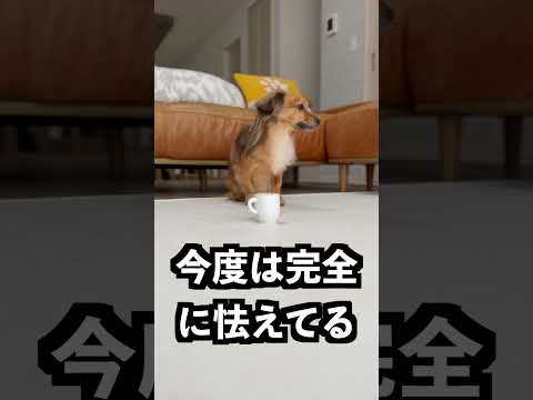 水を飲んではいけないコップの正体が読めなすぎた！ thumbnail
