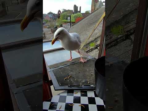 My Pet Seagull Spills His Tub Of Wormies! thumbnail