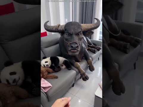 دخول غريب وفوضى عارمة ? thumbnail