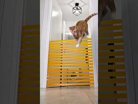 ¿Hasta dónde puede saltar un gato? #catsoftiktok #challenge thumbnail