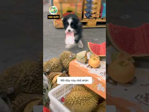 Kiếp nạn chú chó thông minh tự đi kiếm tiền mua xúc xích #shorts thumbnail