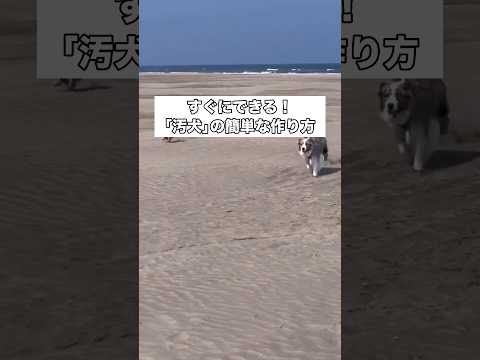 前回あまりにも楽しそうだったからまた海に連れてきて今回は砂遊びを堪能😅 #シェパード #ミニチュアアメリカンシェパード #大型犬 #shorts thumbnail
