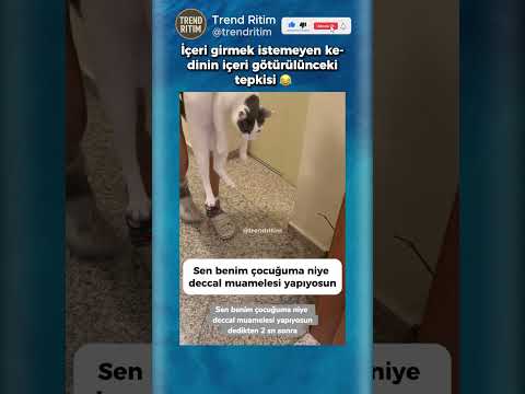 İçeri Girmek İstemeyen Kedinin Tepkisi 😂😆 thumbnail