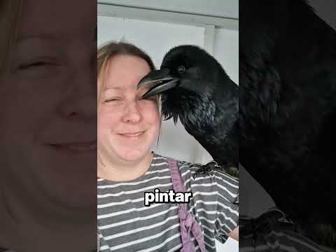 Fakta Unik Memelihara Burung Gagak! thumbnail