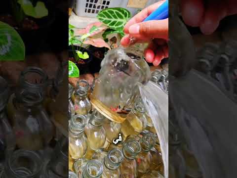لماذا يضعون الأسماك الحية داخل زجاجات صغيرة؟ thumbnail