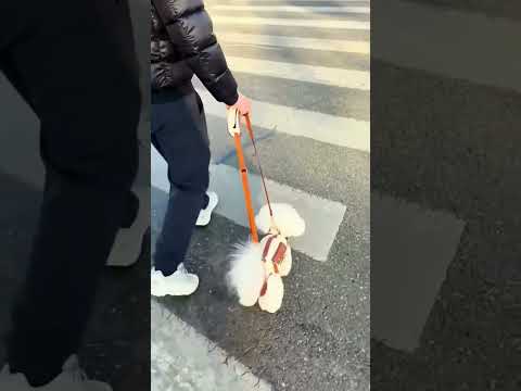 This is the easiest way to carry your pet. Just like a bag. ? thumbnail