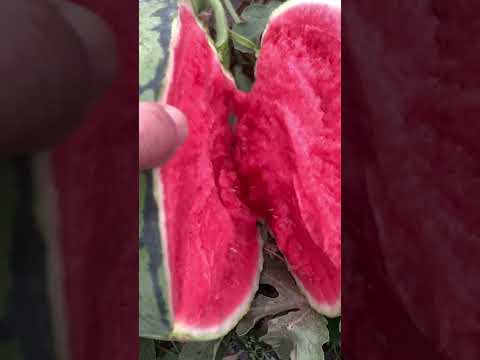 This watermelon is unbelievably crisp 🍉✨ thumbnail