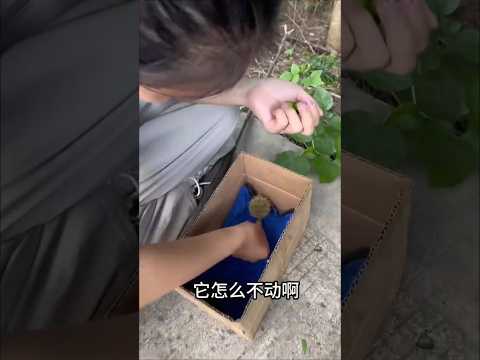 Cewek ini pikir itu adalah hewan, tapi ternyata... thumbnail