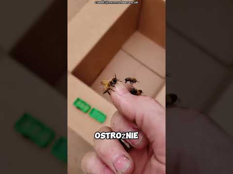 Rój pszczół na samochodzie ??#shorts thumbnail