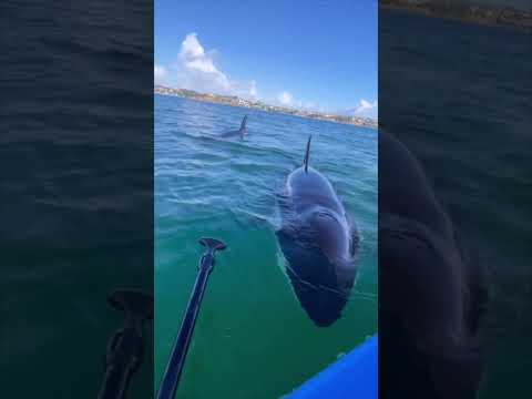 Paddle Boarder Reacts To Close Encounter With Killer Whales #trending thumbnail
