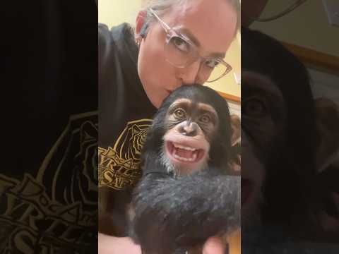 #kisses for Vānara #kiss #cute #love #chimp thumbnail