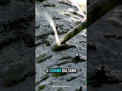 ? I Brufoli di Questo Albero Possono Salvarti la Vita ? thumbnail
