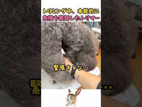本能的に危険を察知したトリマー thumbnail