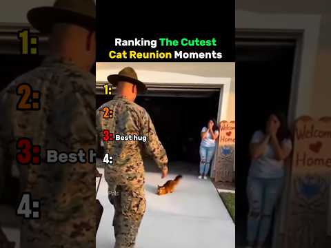 Ranking The Cutest Cat Reunion Moments #cat thumbnail