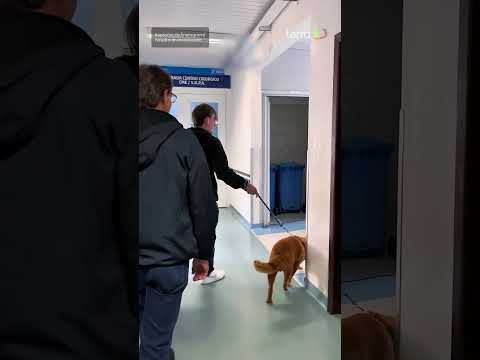 Jovem com tumor cerebral recebe visita do cachorro no hospital e emociona web #shorts thumbnail