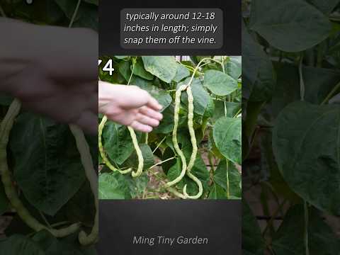 Snake Beans : Harvest and Cook thumbnail