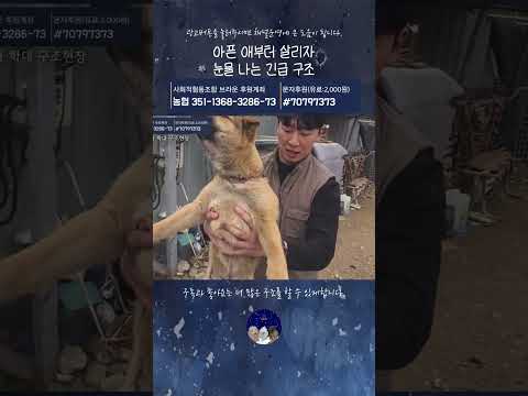 아픈 애부터 살리자 눈물 나는 긴급 구조 thumbnail