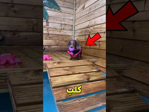 اختار حمام السباحة لكلبك! 😱#shorts thumbnail