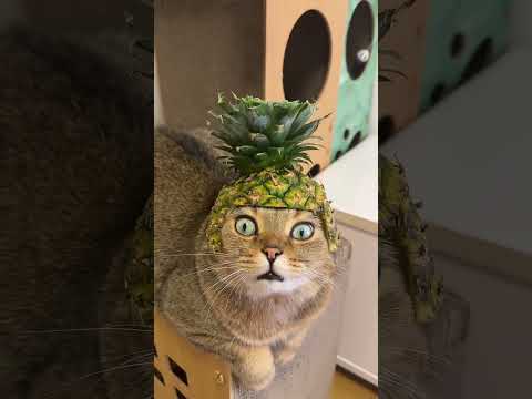 🍍 Rate the cuteness 1-10! ✅ thumbnail