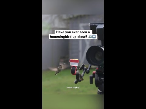 why is this hummingbird literally gorgeous @itsryanwilkes #slowmo #hummingbird #nature thumbnail