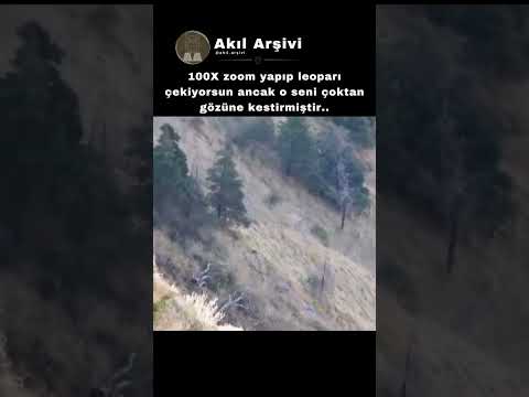 100X Zoom ile İnanılmaz Detay Leoparla Göz Göze Geldik! ? thumbnail