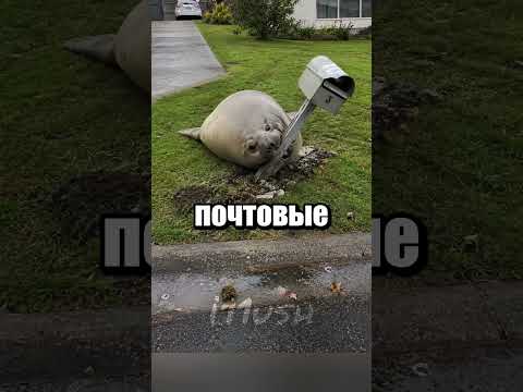 Легендарный тюлень Нил против города 🦭 thumbnail