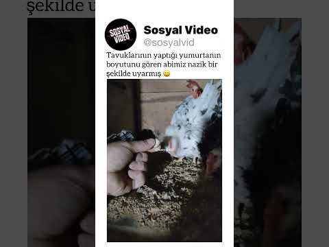 Tavuklarının yaptığı yumurtanın boyutunu gören abimiz nazik bir şekilde uyarmış ? thumbnail