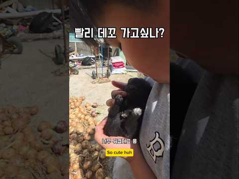 이빨이 나야 데꼬 가지 ㅎㅎ #남해 #강아지 #반려견 #임보 #분양 #시고르자브종 thumbnail