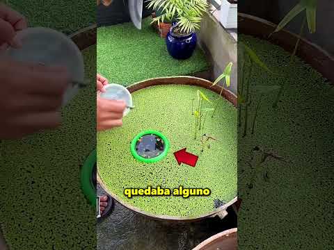 Este Chico Construyó Una Casa Para Sus Peces ?? thumbnail