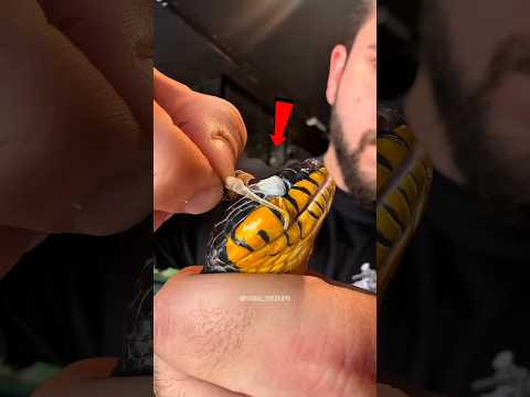 Should You Peal Off Your Pet Snake's Skin thumbnail