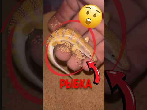 🦎 Ящерица плавает в песке! #пустыня #песчаныйсцинк #ящерица thumbnail