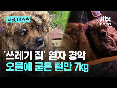 오물에 굳은 털만 7kg...'쓰레기 빌라' 방치된 개 긴급 구조｜지금 이 쇼츠 thumbnail