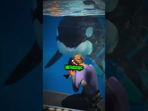 Ta orka pomyślała, że zabawka to jej dziecko! 😮 thumbnail