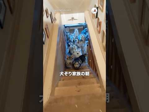 犬ぞり家族の朝｜PECO thumbnail