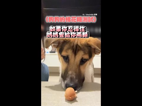 【偶忍不住了！】放點心測試米克斯忍耐度　牠趁爸媽走遠馬上吃掉XD #Shorts thumbnail