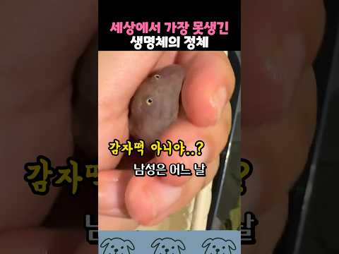감자떡처럼 생긴 생명체의 정체 thumbnail