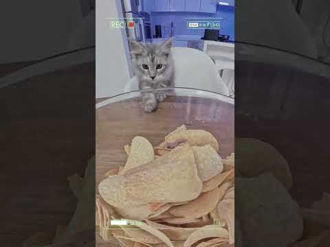 Maine Coon Stole Pringles 😳 thumbnail
