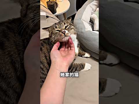 亲妈丢下小狗，猫妈妈却一直守着他? thumbnail