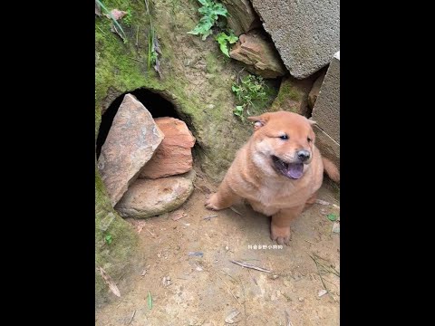 A grumpy gas tank, a ferocious little milk dog, a puppy, a Chinese pastoral dog thumbnail