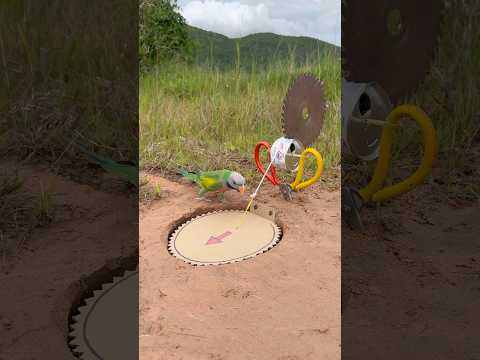Amazing Creativity Bird Trap #shorts thumbnail