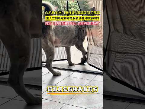 心機狗狗出門竟連續3腳都踩到了鸚鵡，主人立刻斷定狗狗是假裝沒看見故意踩的，網友：狗狗看似漫不經心，實則早就算計好了！#shorts thumbnail