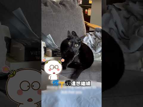 主人惡搞打斷小貓清理毛髮 thumbnail