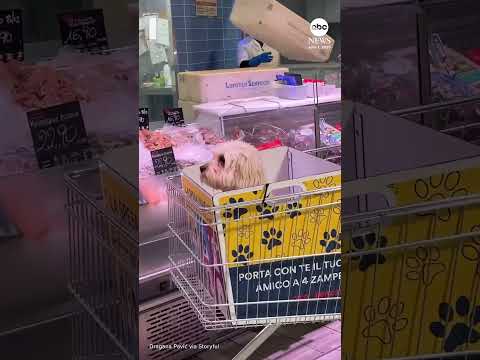 Italian grocery store equips carts with special boxes for dogs thumbnail