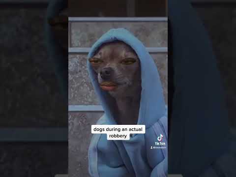 dogs at the smallest sound vs dogs during an actual robbery thumbnail