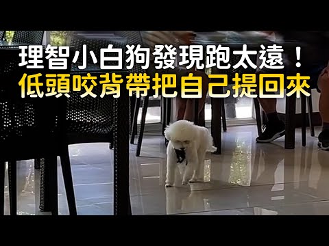 理智小白狗發現跑太遠！　低頭咬背帶把自己提回來｜#寵物雲 thumbnail