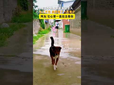 娘家小狗來婆家看望主人，主人不在就幫看了一天麥子。網友：它心裡一直掛念著你。 thumbnail
