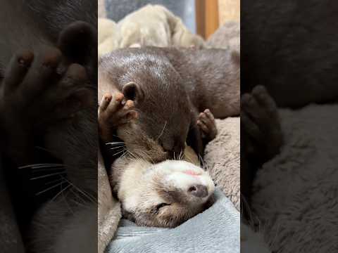 「絶対に離さない！」相方をハミハミし続ける乙女が愛くるしい😍😍 This Little Girl Is So Adorable As She Keeps Nibbling on Her Partner thumbnail