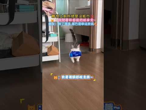 難怪上廁總是所沒有紙巾? ?：我瞇著眼也能把紙拿走? 網友：乾了壞事還尾巴舉高高? #cat #cute #funny #funnyshorts #cutecat thumbnail