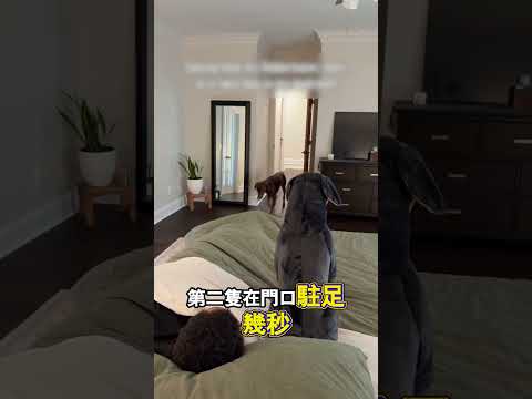 三隻小狗花式對付仿真假狗 thumbnail